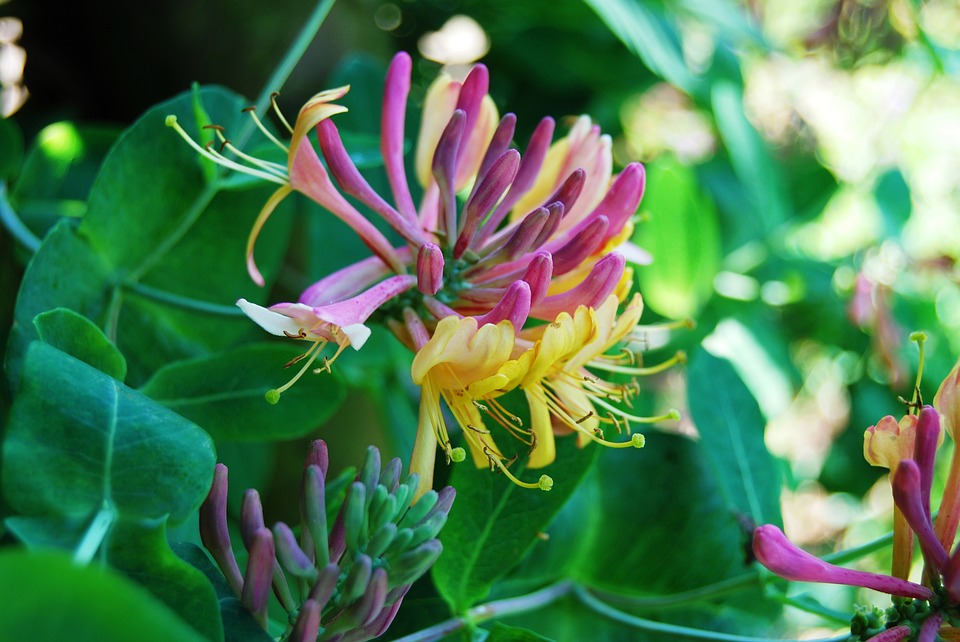 honeysuckle-1589343_960_720.jpg