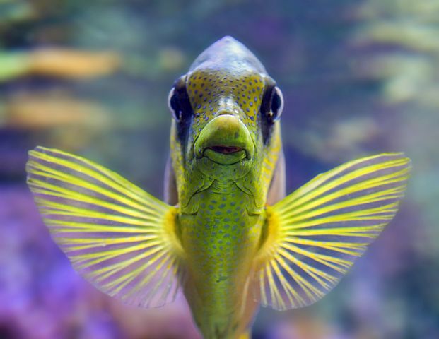 fish-3217631__480.jpg