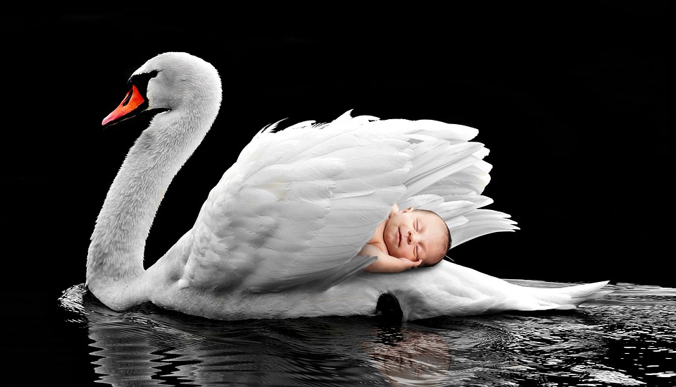 bird-3060888_960_720.jpg