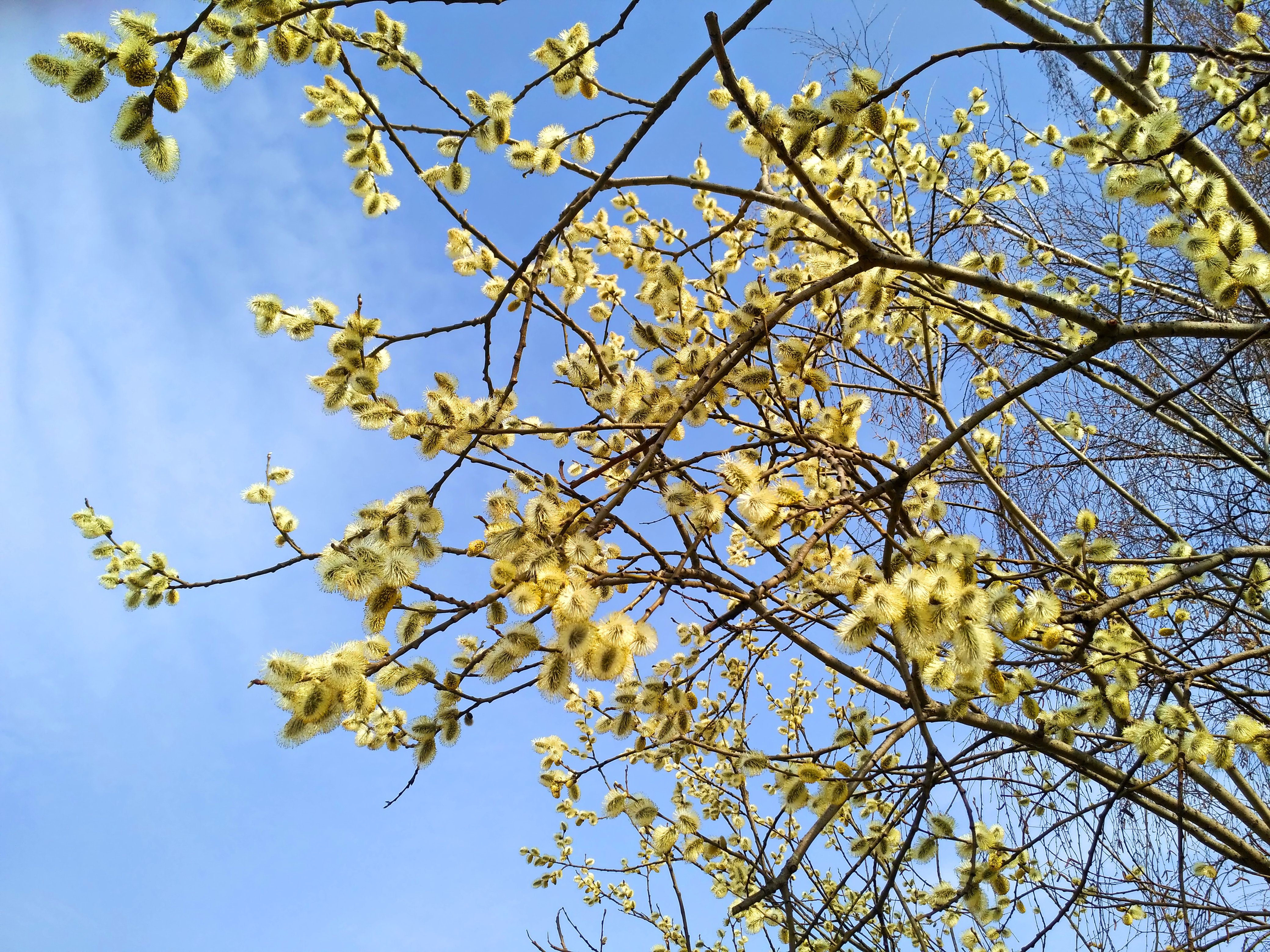 IMG_2018-04-21_102849_HDR-1.jpg