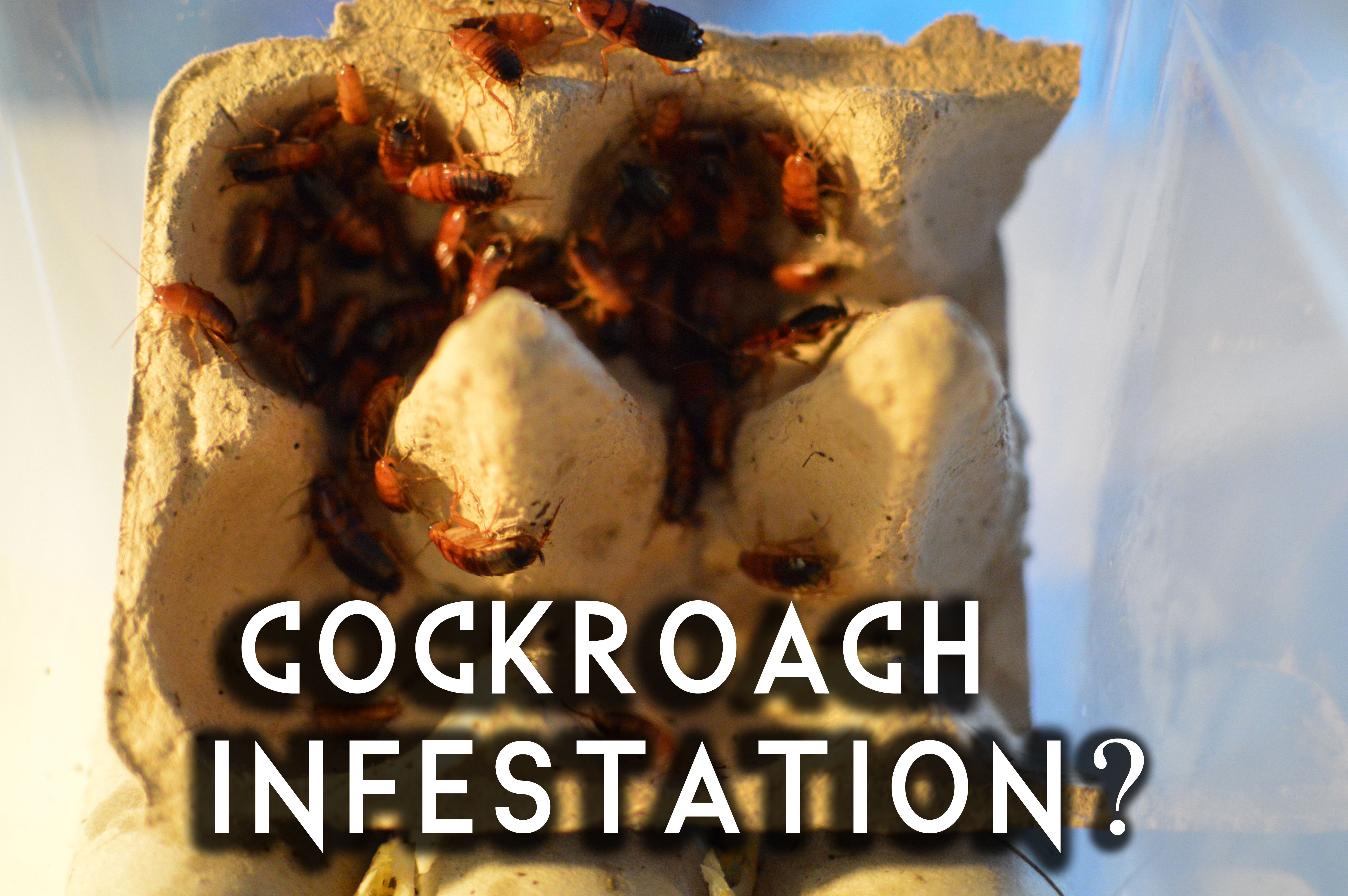 cockraoch infestation.jpg