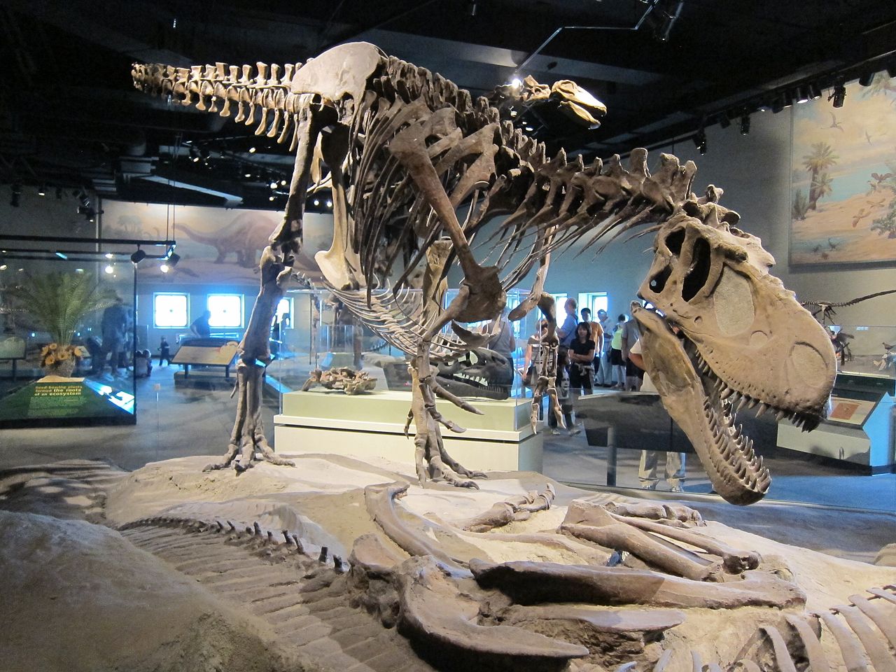 1280px-Chicago_Field_Museum_-_Daspletosaurus(wiki).jpg