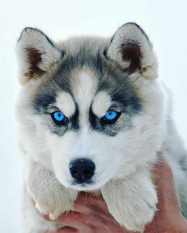 Beautiful dog has blue eyes — Steemit