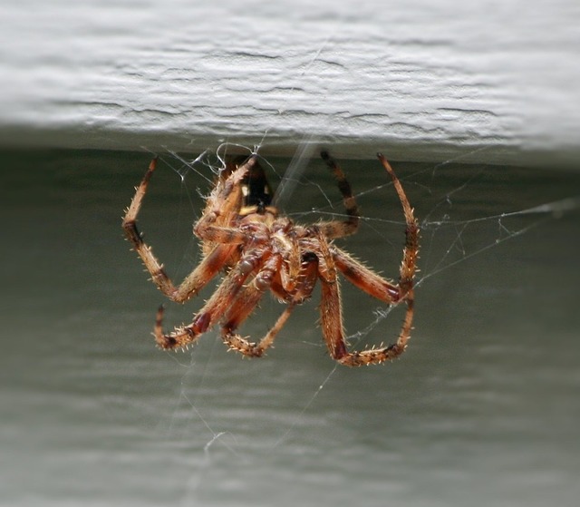 brown-house-spider-55200_640.jpg