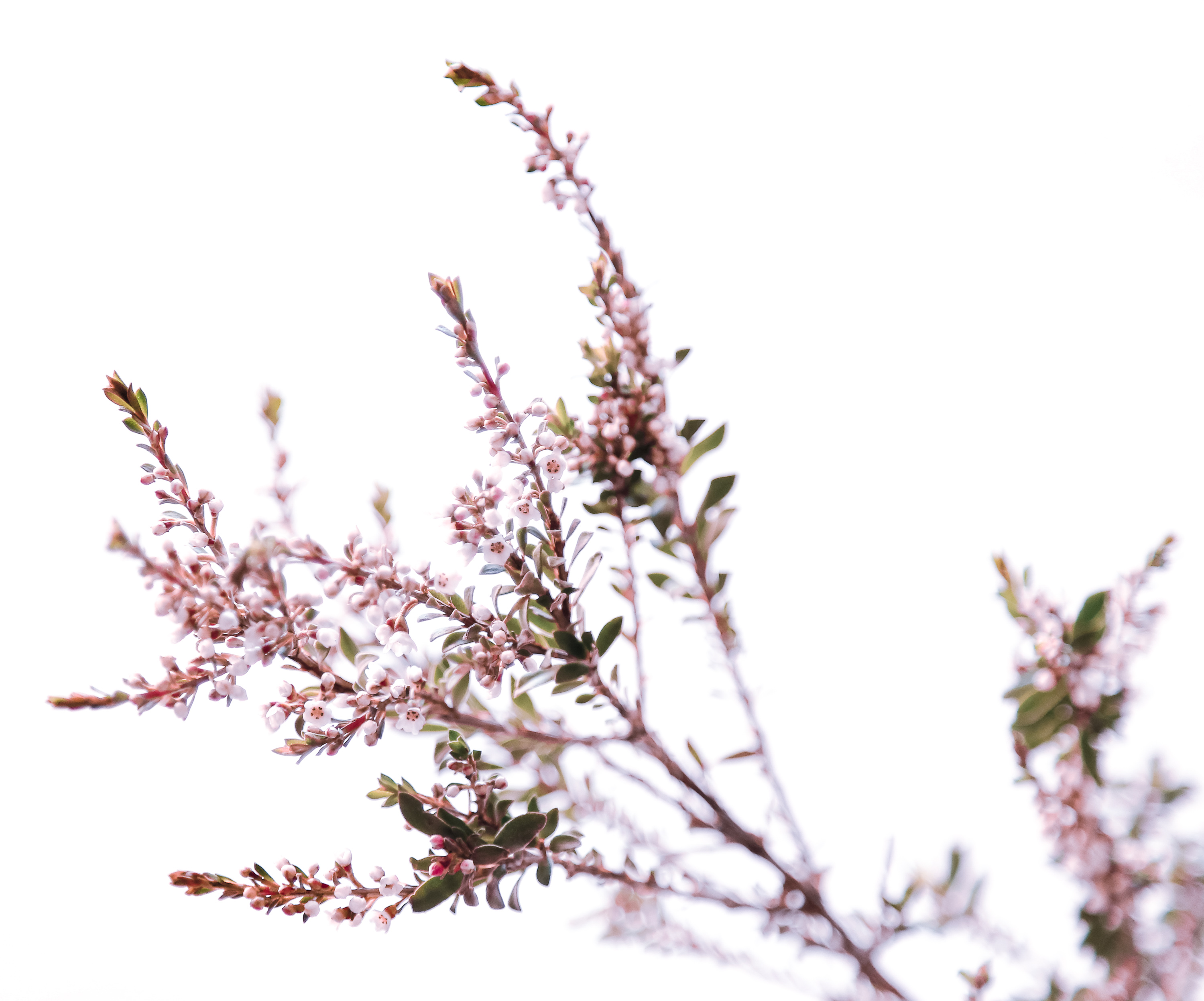 Pink Flowers small.jpg