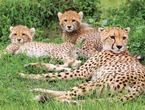 kenya_cheetah_family.jpg