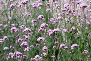 verbena-300x200.jpg