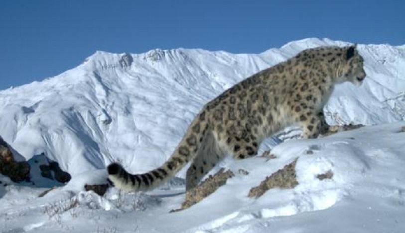 snow_leopard.jpg