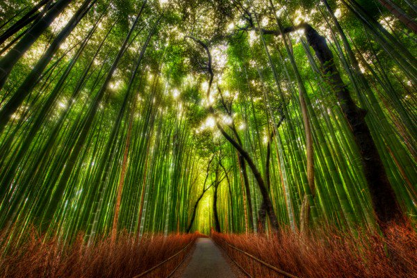 bamboo2-600x400.jpg