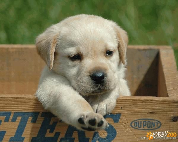 83ef41930ec5589d98be70f250d8cf34--lab-puppies-cute-puppies.jpg