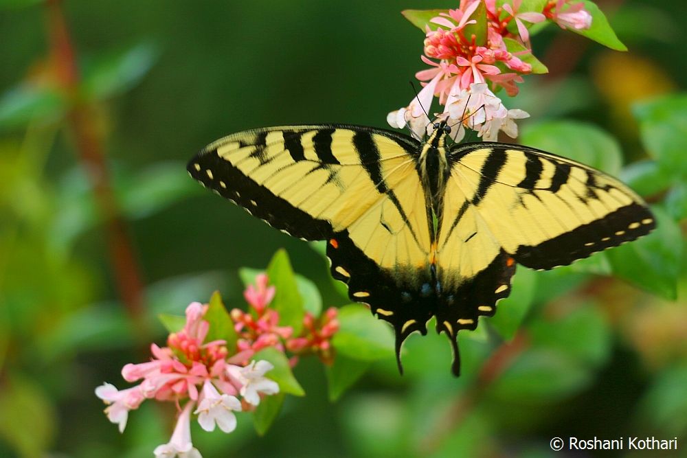 Butterfly-RoshaniKothari1.jpg