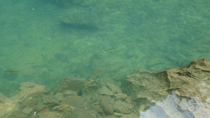 Hi! Fishy