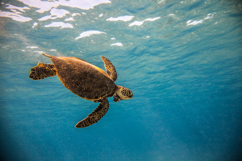 Swimming-with-a-Hawaiian-Sea-Turtle-6.jpg