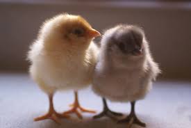 baby chicks.jpg