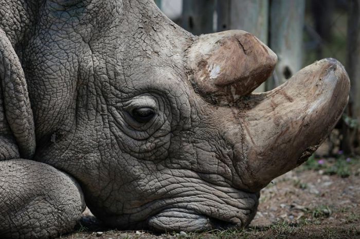 Rinoceronte-blanco-macho.-Sudán.jpg