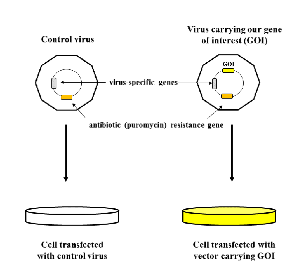 transfection.png