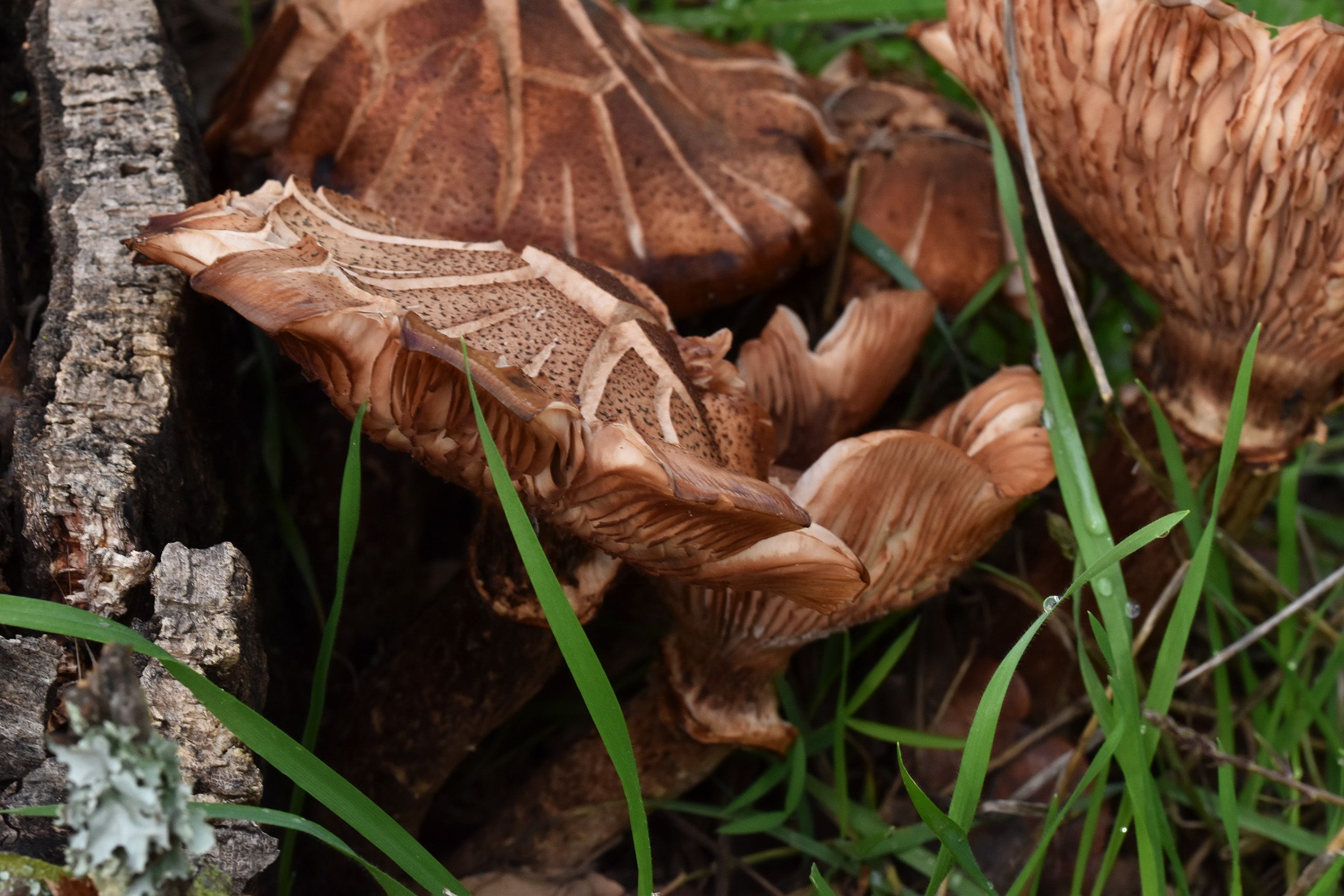 mushrooms large 1.jpg