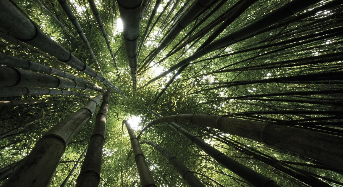 Ide Fotografi Lingkungan Hidup Landscape Dengan konsep natural (8).jpg