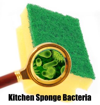 Disgusting Biodiversity: The Surprising Structural Reason Your Kitchen  Sponge Is a Bacterial Incubator