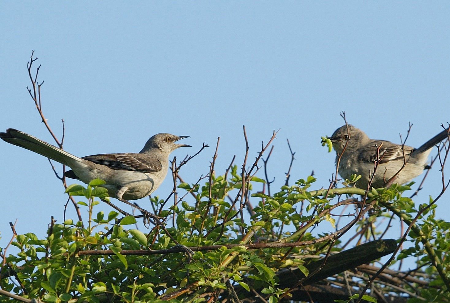 birds.jpg