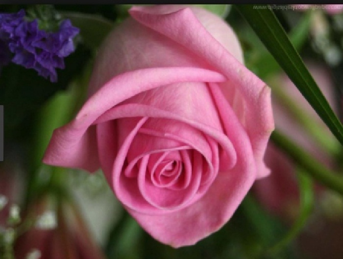 90 Rose, Flower, Pink, Fresh, Love wall.jpg