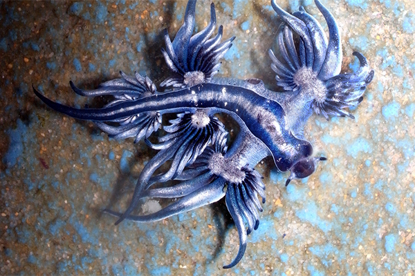 blue-dragon-sea-slug-4.png