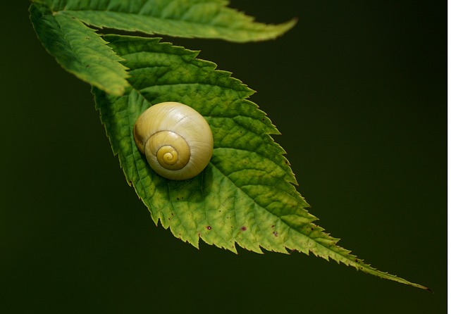 snails-2526643_640.jpg