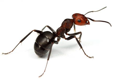 formica.jpg
