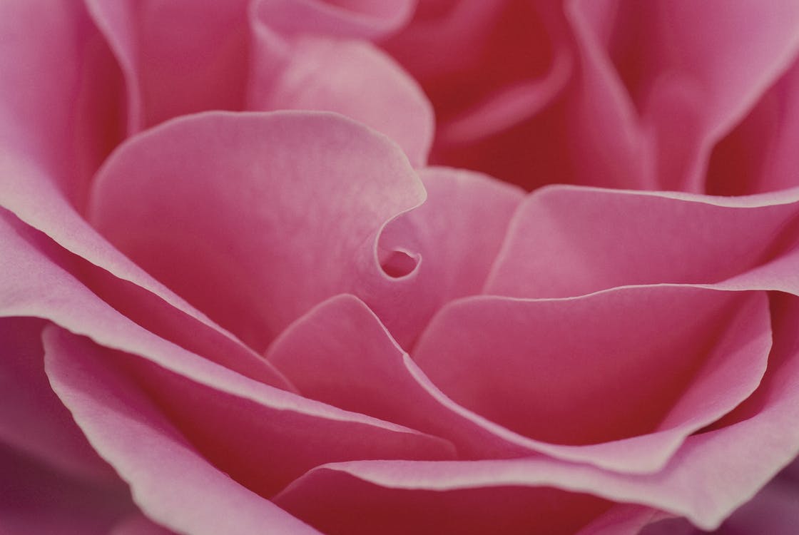 rose-pink-romance-love-39659.jpeg