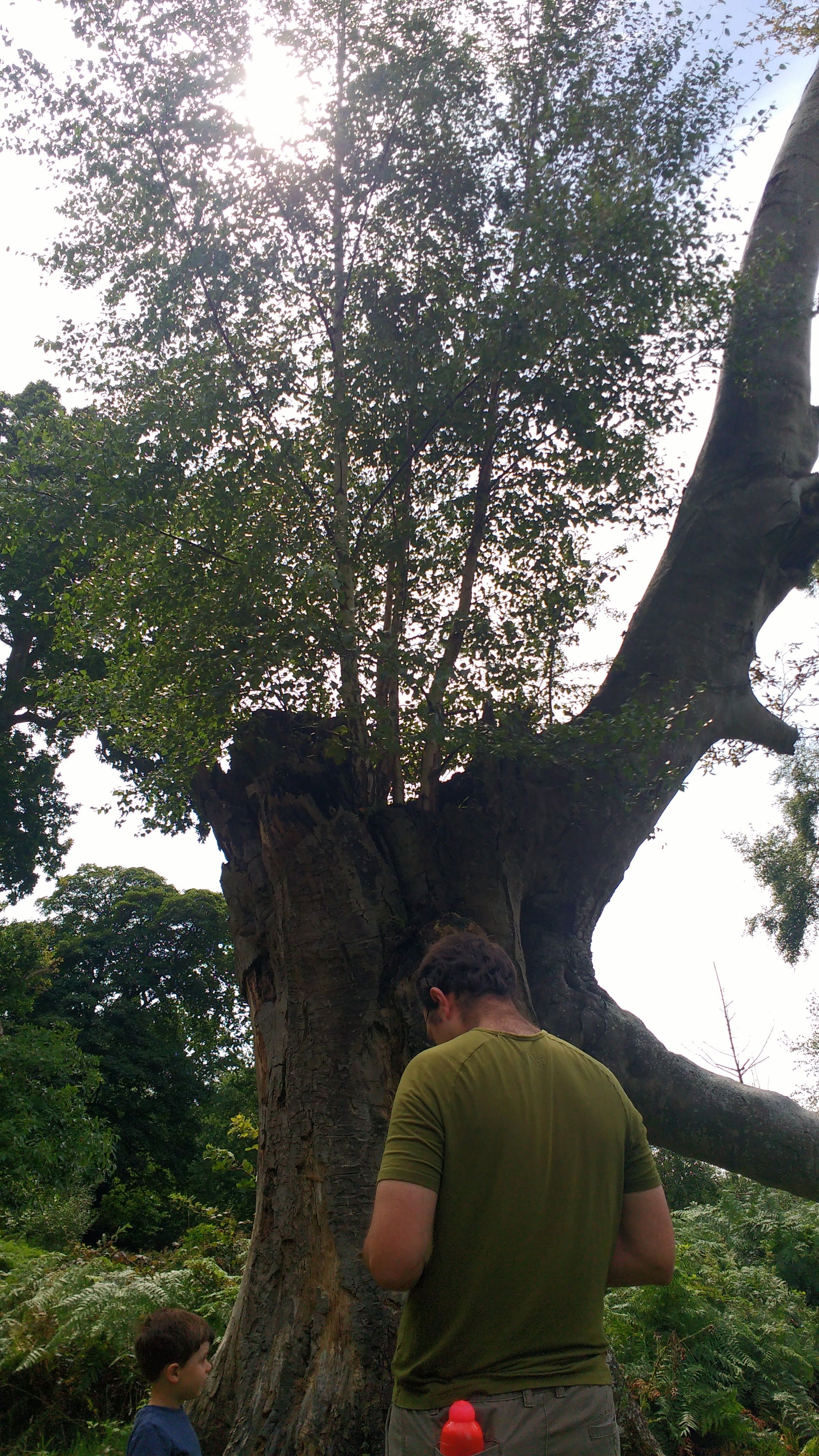Birch in dead tree.jpg