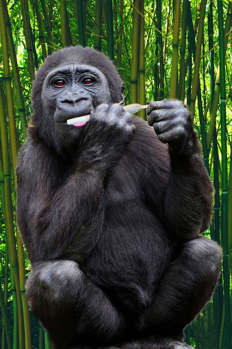 gorilla-971411_960_720.jpg