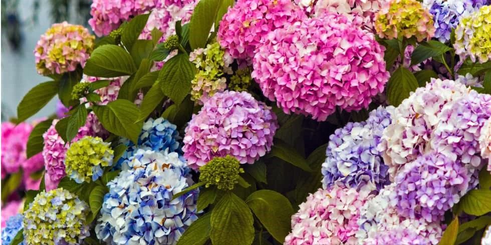 hydrangeas.jpg