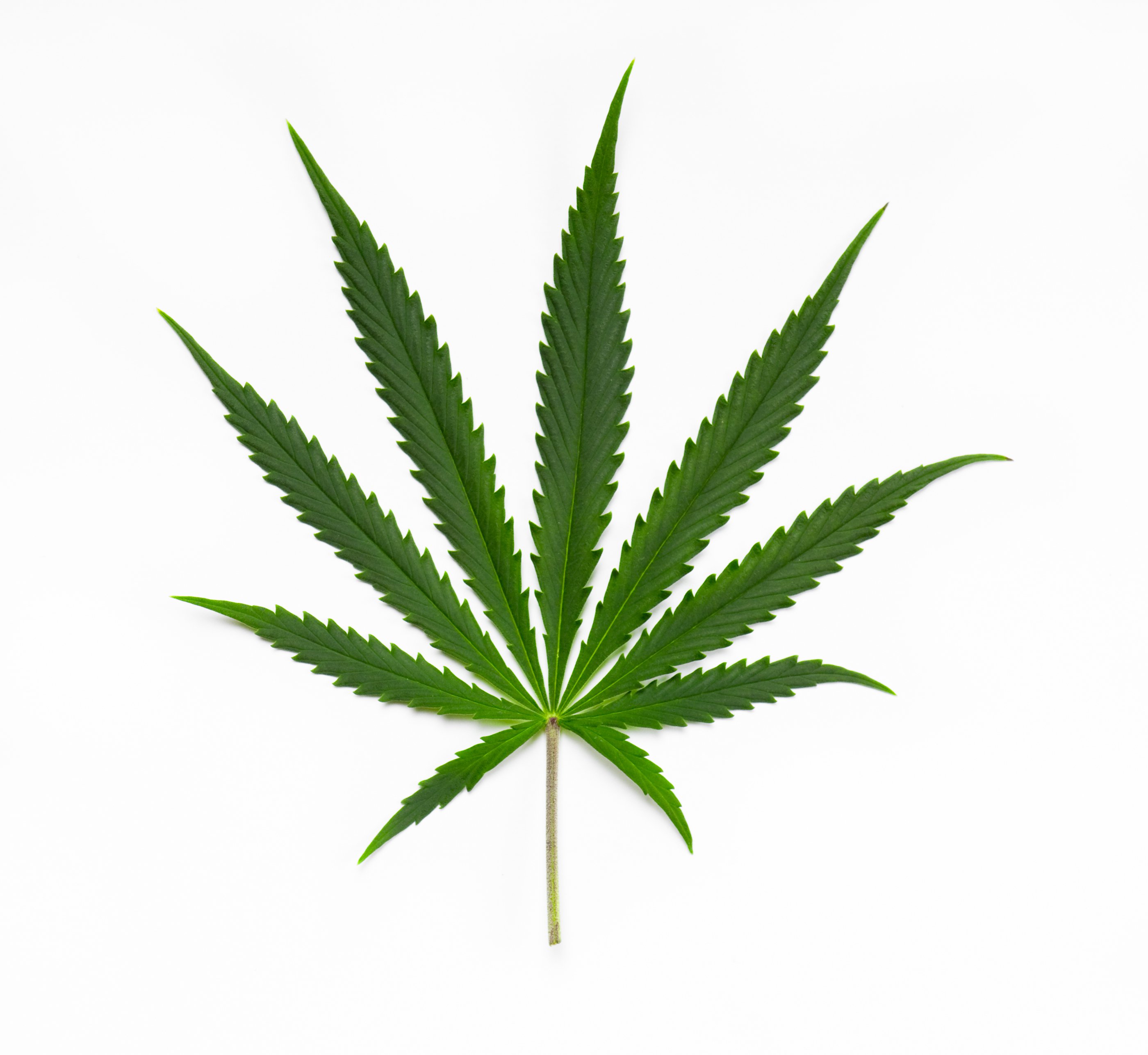 Cannabis_Sativa (1).jpg