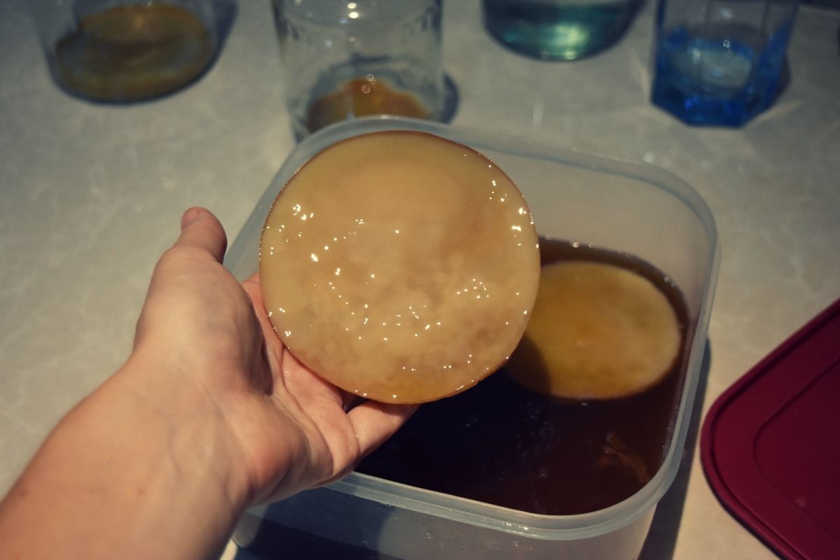 scoby.jpg