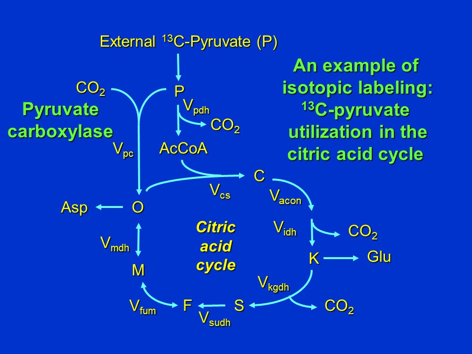 MetabolicFluxAnalysis7.jpg