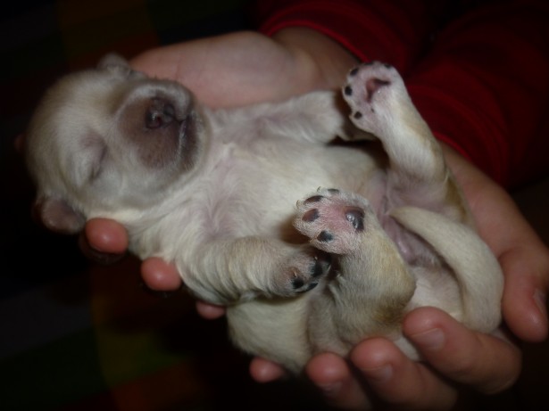 newborn-puppy.jpg