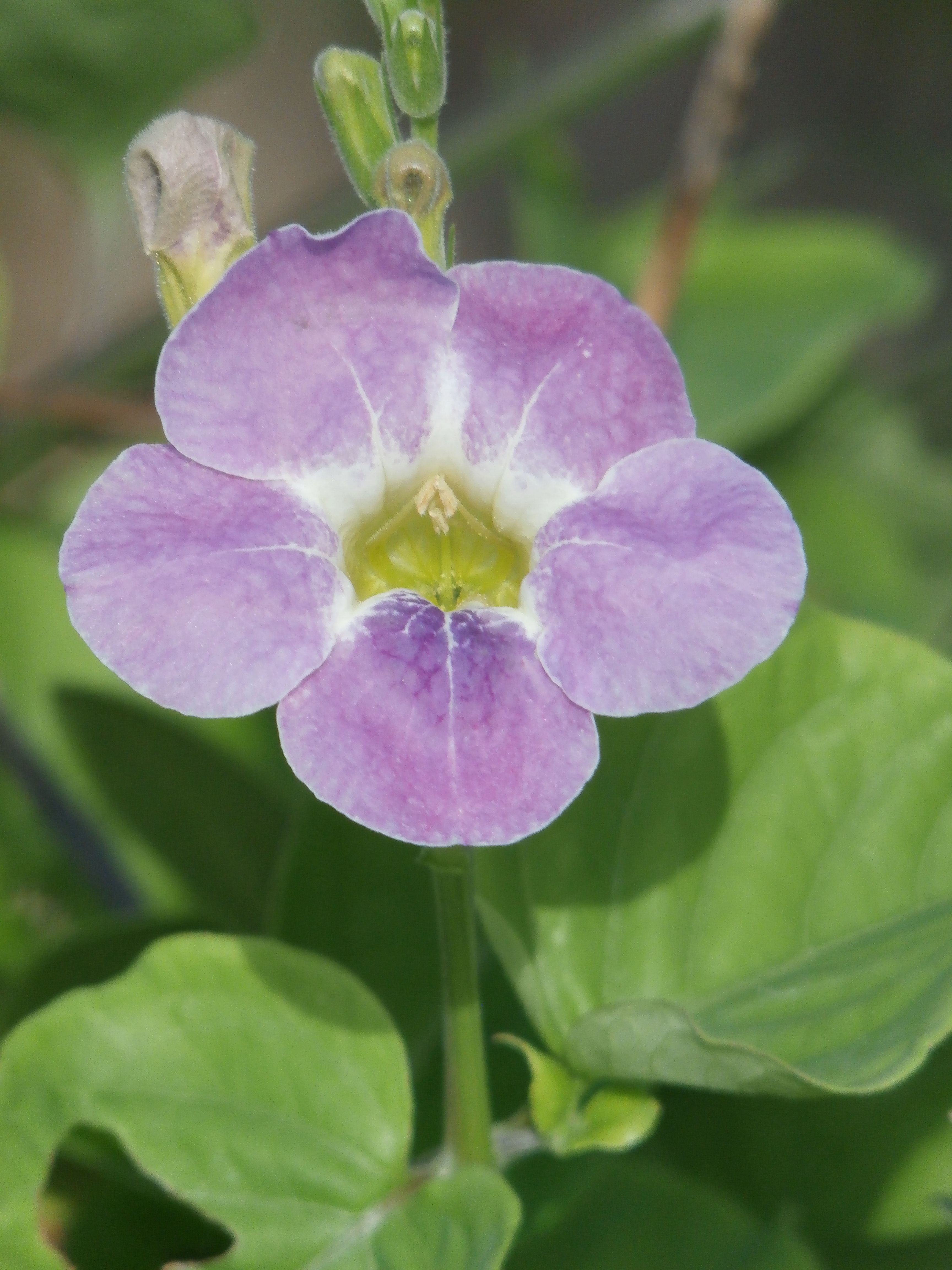 Flor violeta — Steemit