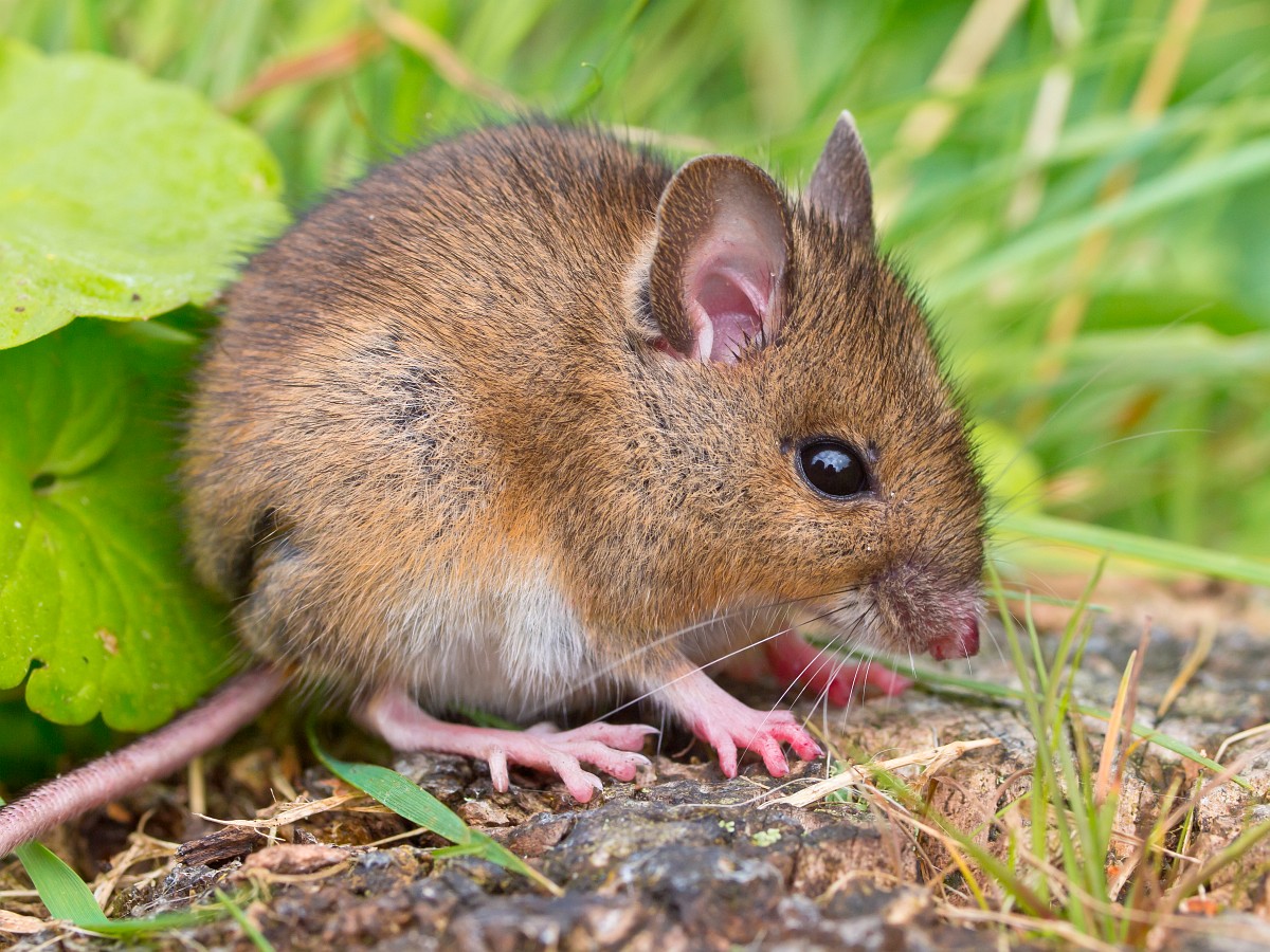 wood mouse.jpeg