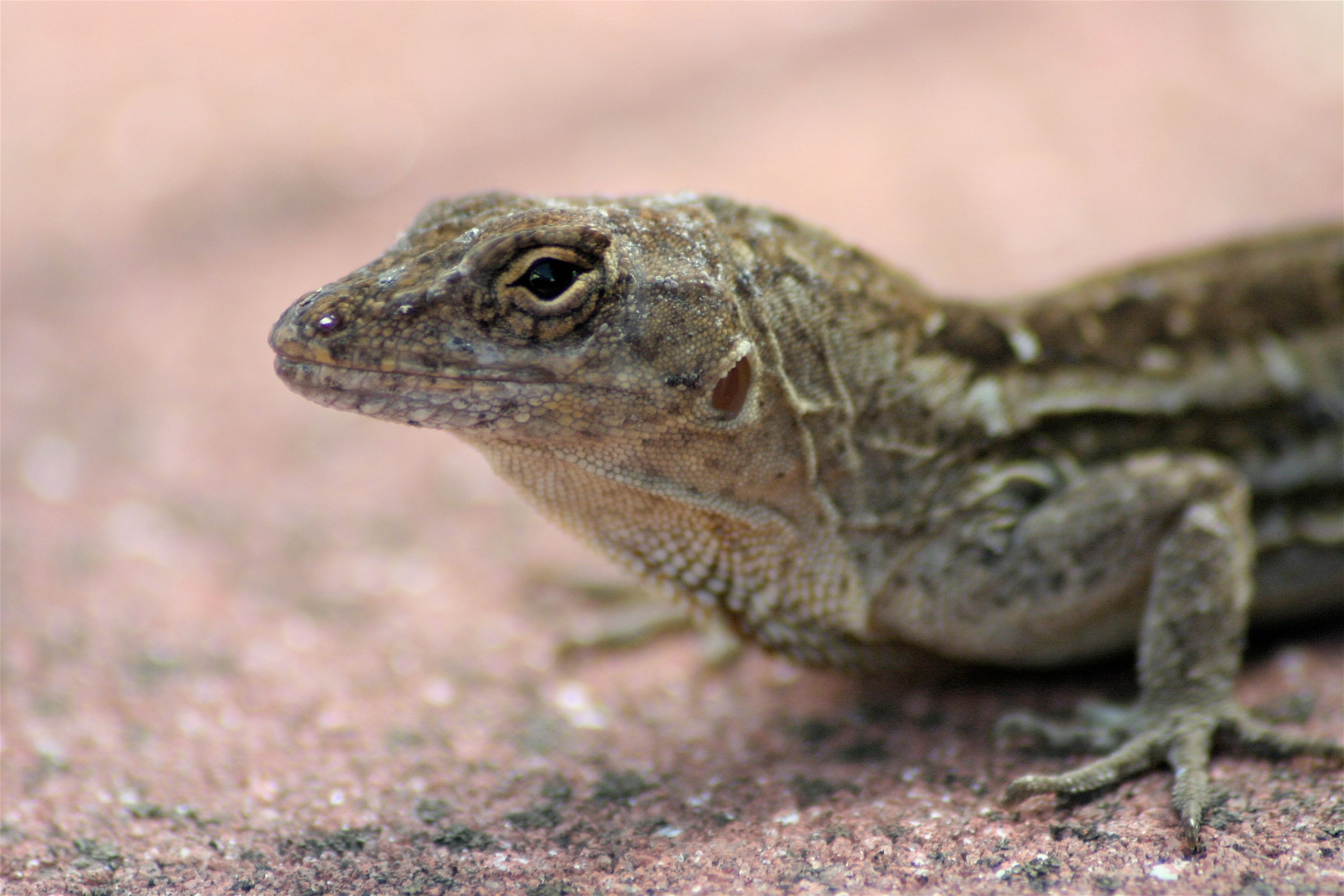 lizard close-1.jpg