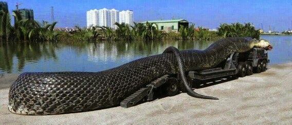largest green anaconda ever found