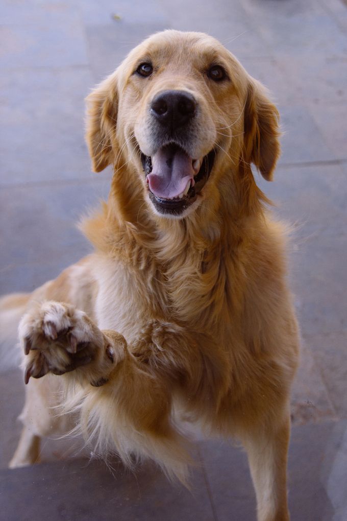 golden-retriever-dogs-puppies-7.jpg