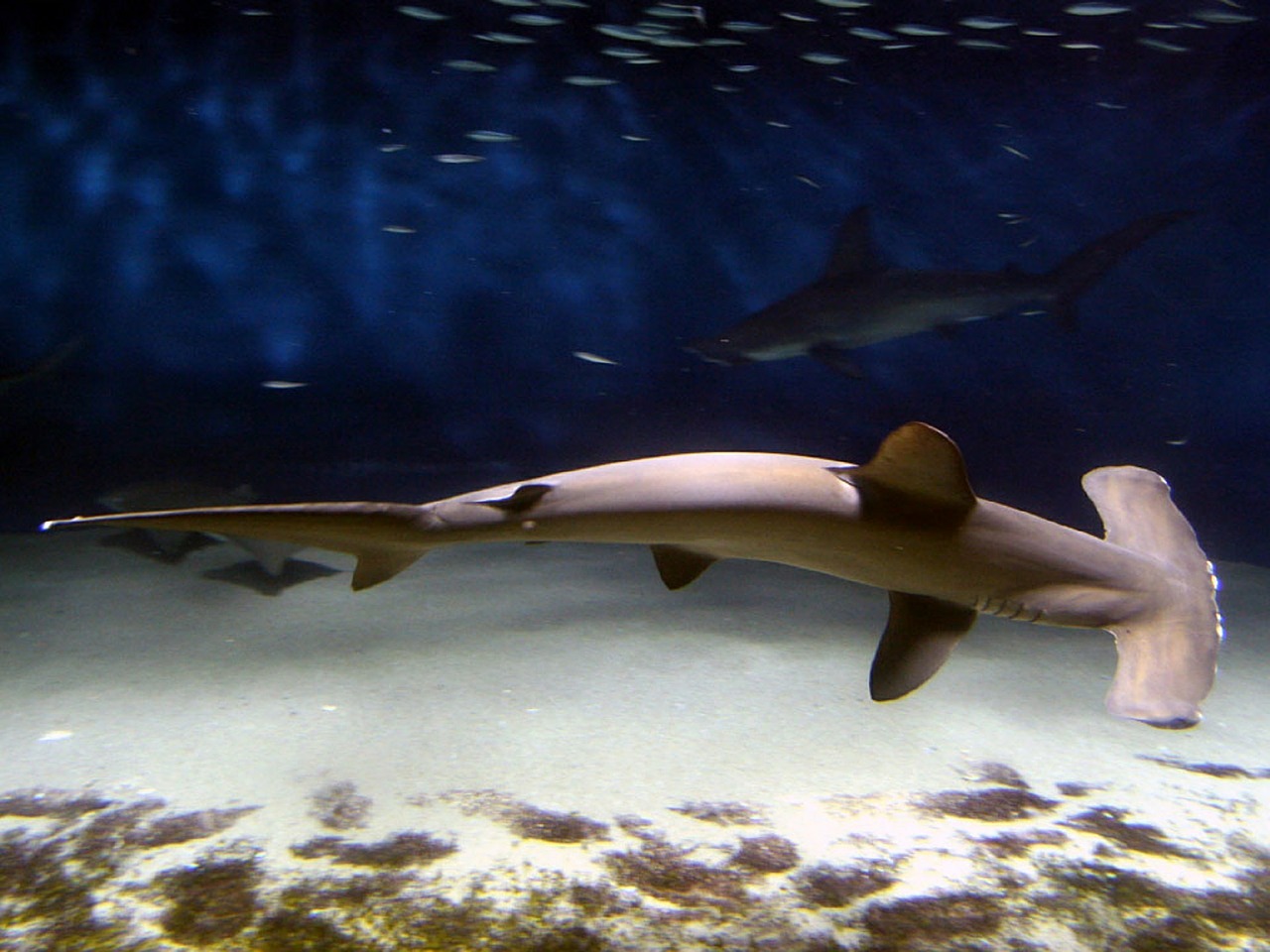 hammerhead-shark-586807_1280.jpg