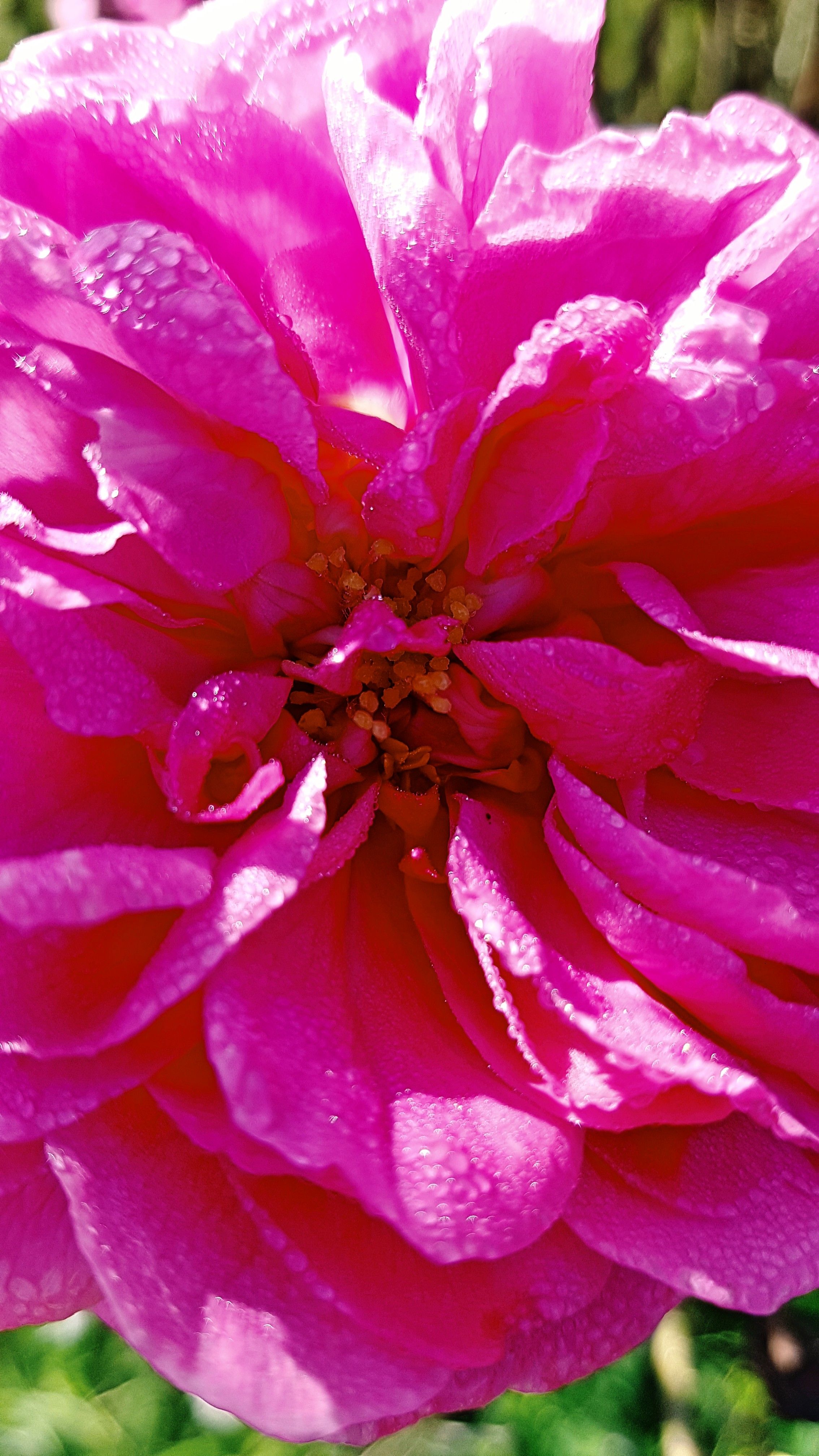 mannheim fields rose2.jpg