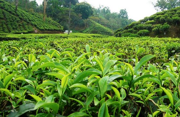 tea state of Bangladesh Sylhet.jpg