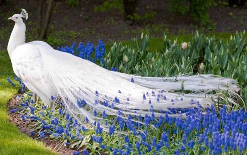 @abd01=.11birdsl.jpg
