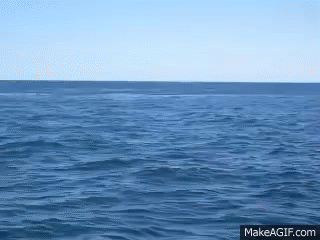 giphy_s.gif