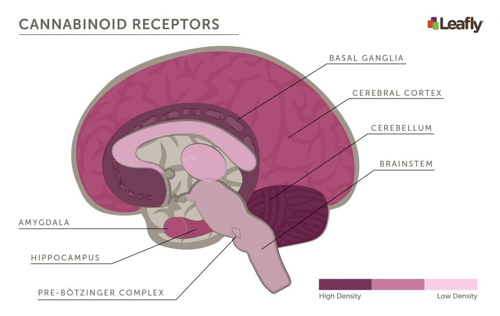 brain-cannabinoid-receptors-1024x647.png