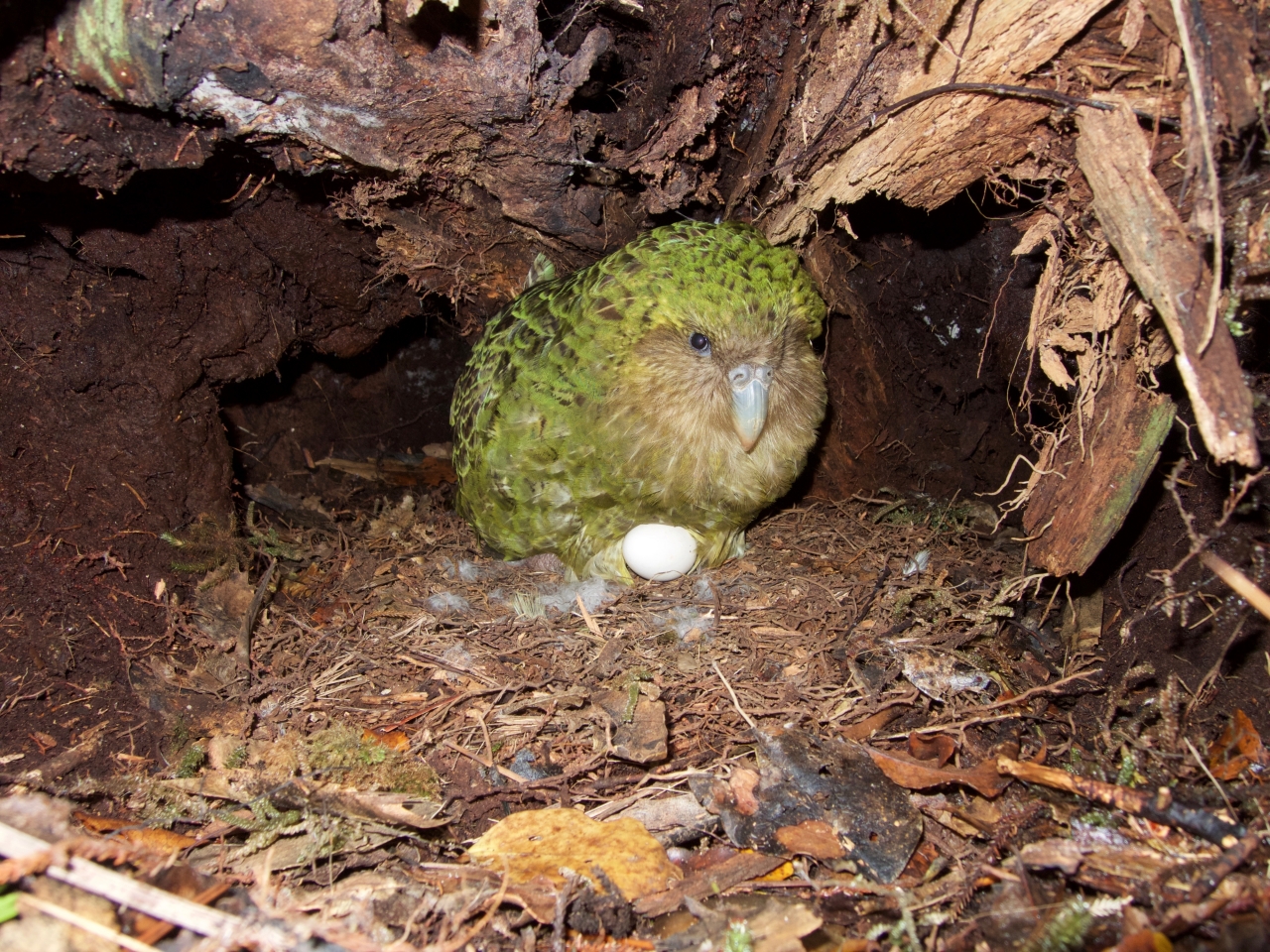 Kakapo-nest.jpg