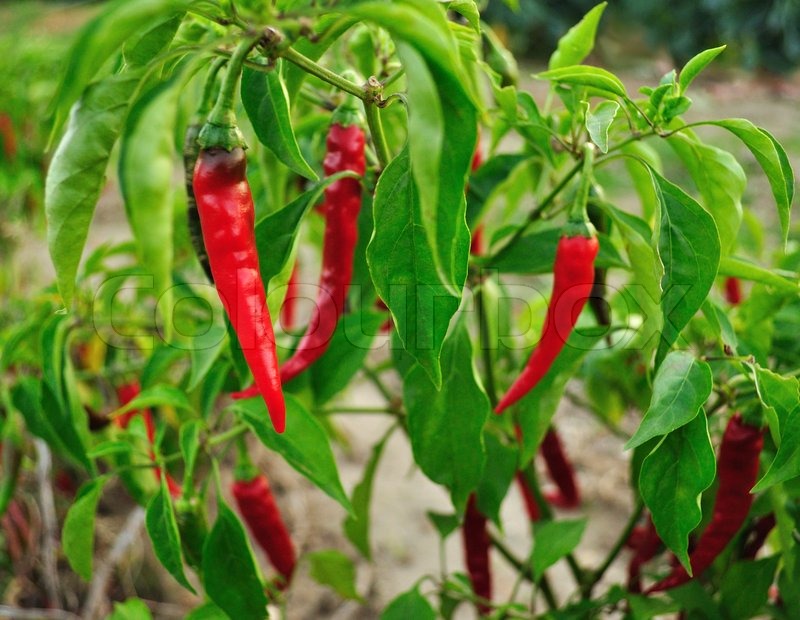 pepper-garden-hot-red-pepper-in-the-vegetable-garden-stock-photo-colourbox.jpg