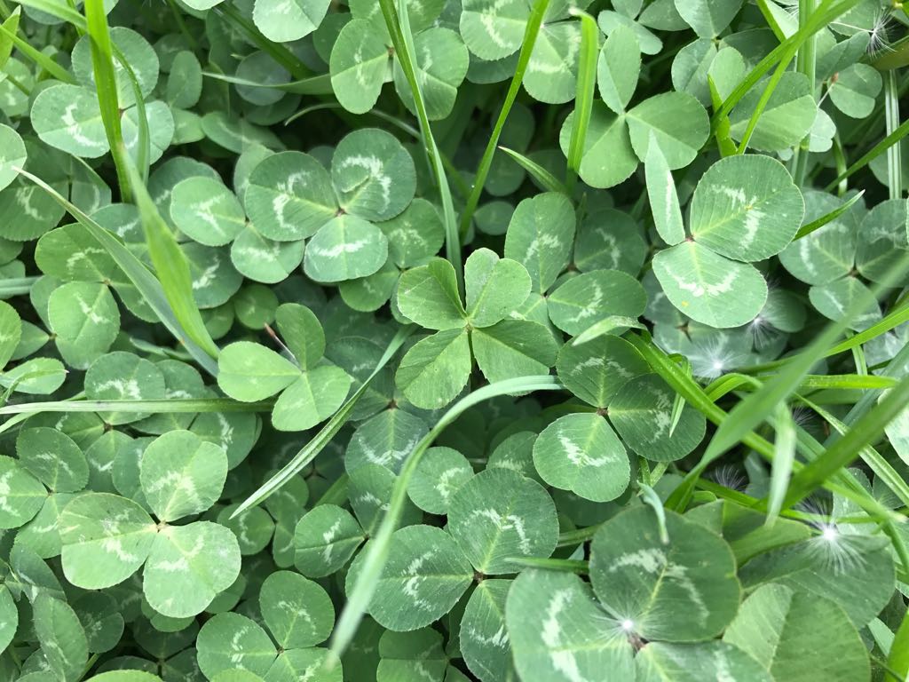 Four leaf clover .jpg